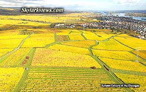 leuchtend gelbe Weinberge im Rheingau - lightning yellow vineyards